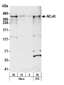 NCOR1 Antibody, Novus Biologicals 0.1 mL | Buy Online | Novus Biologicals | Fisher Scientific